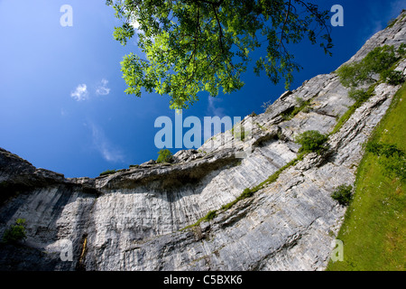 À la recherche jusqu'à l'amphithéâtre de falaises en forme de Malham Cove, Malhamdale, Yorkshire Dales Banque D'Images