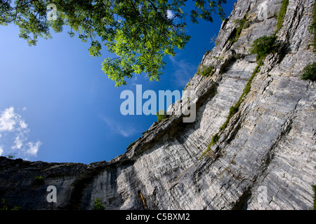 À la recherche jusqu'à l'amphithéâtre de falaises en forme de Malham Cove, Malhamdale, Yorkshire Dales Banque D'Images