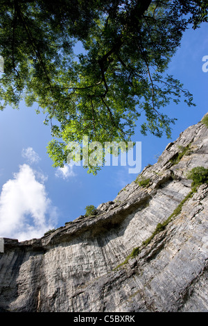 À la recherche jusqu'à l'amphithéâtre de falaises en forme de Malham Cove, Malhamdale, Yorkshire Dales Banque D'Images