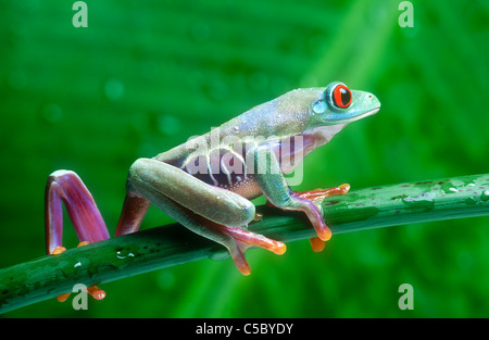 Red eyed Tree Frog, agalychnis callidryas, Costa Rica Banque D'Images