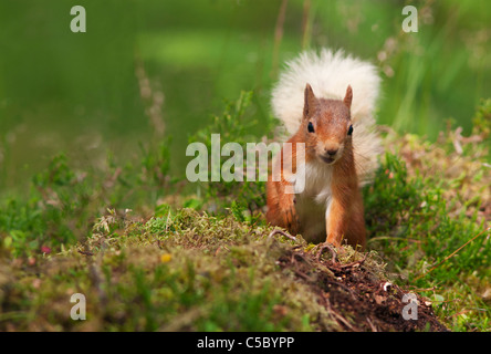 L'écureuil roux Sciurus vulgaris à même le sol forestier, Strathspey, Ecosse Banque D'Images