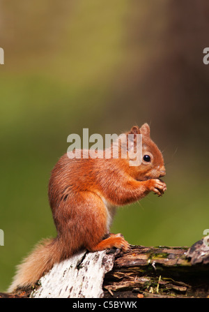 L'écureuil roux Sciurus vulgaris se nourrissant de fallen log in woodland, Strathspey, Ecosse Banque D'Images