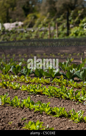 Rangée de betterave feuille 'Bright lights', Beta vulgaris de plus en plus avec la bette à carde, Ruby et choux 'Greyhound' et Primo' Banque D'Images