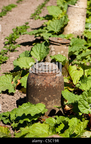 La rhubarbe, Rheum rhabarbarum et traditionnels pots à forcer les jardins perdus de Heligan, Cornwall, Angleterre, Royaume-Uni Banque D'Images