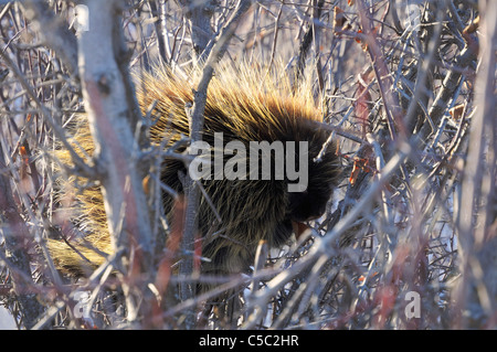 Un porc-épic se trouve dans un arbre de basse altitude manger lentement l'écorce des branches en hiver c'est en Saskatchewan, Canada. Banque D'Images