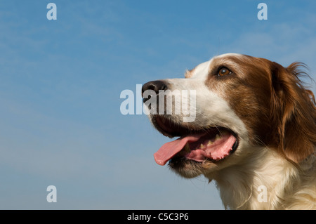 Portrait d'un Setter Irlandais rouge et blanc chien Banque D'Images