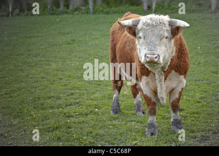 Bovins Hereford sur Iowa Farm