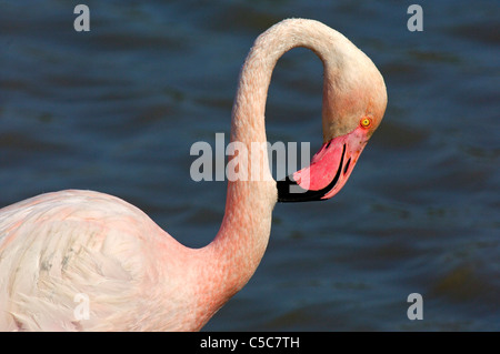 Flamant rose, phoenicopterus roseus, camargue, france Banque D'Images