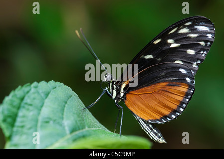 Heliconius hecale . Tiger Longwing butterfly Banque D'Images