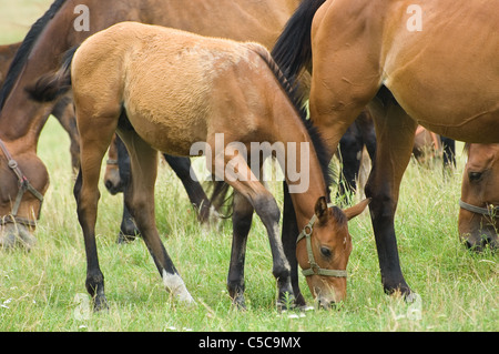 Un poulain avec un troupeau de chevaux sur un pâturage Banque D'Images