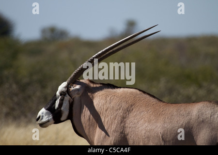 Gemsbok (Oryx) dans la région de Central Kalahari Banque D'Images