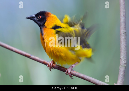 Village Weaver Ploceus cucullatus ; oiseaux ; on branch Banque D'Images