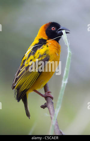 Village Weaver Ploceus cucullatus ; oiseaux ; sur l'herbe holding branch Banque D'Images