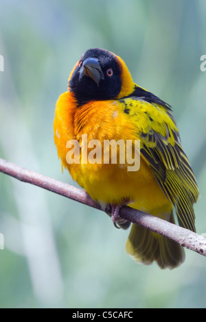 Village Weaver Ploceus cucullatus ; oiseaux ; on branch Banque D'Images