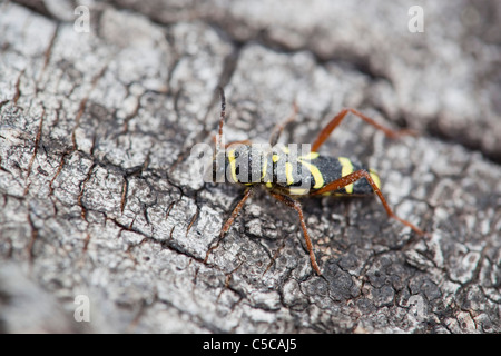 Wasp Beetle ; Clytus arietis ; sur bois Banque D'Images