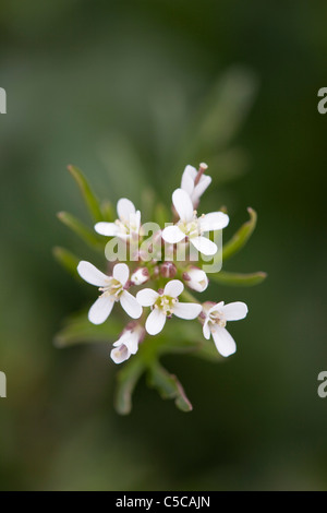 Amer-ondulée ; cresson Cardamine flexuosa, Cornwall Banque D'Images