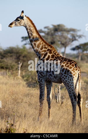 Girafe Botswana Banque D'Images