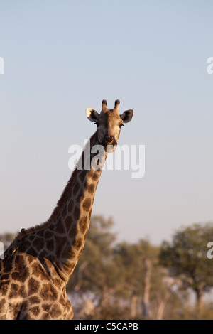 Girafe Botswana Banque D'Images