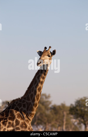 Girafe Botswana Banque D'Images