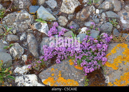 Le thym sauvage, le thymus praecox, Cornwall Banque D'Images