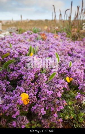 Le thym sauvage, le thymus praecox, Cornwall Banque D'Images