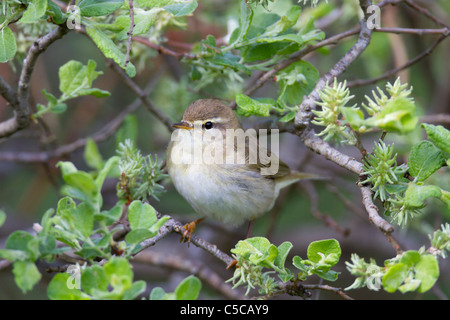 Willow Warbler Phylloscopus trochilus ; Écosse ; Banque D'Images