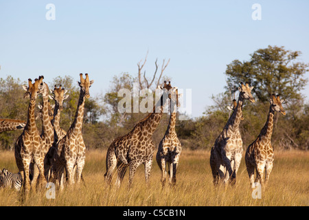 Girafe Botswana Banque D'Images