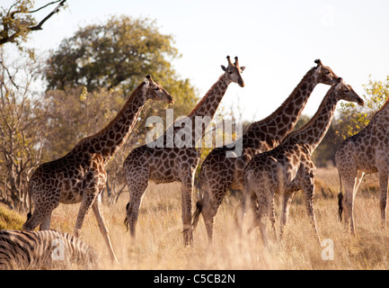 Girafe Botswana Banque D'Images