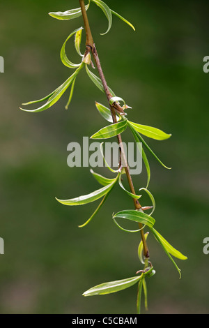 Saule pleureur (Salix vitellina) brindille avec des feuilles au printemps, Belgique Banque D'Images