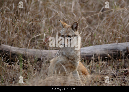 Le chacal doré regardant au sein de l'herbe sèche à Pench, la Réserve de tigres de l'Inde. [Canis aureus] Banque D'Images