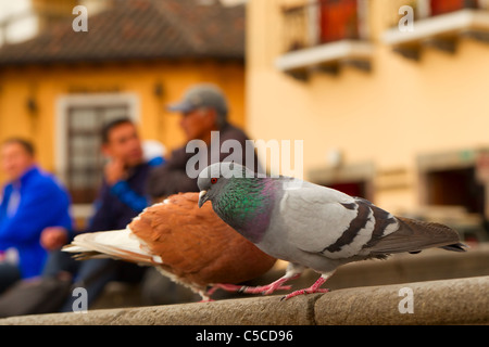 Pigeon mâle sur la rue Profondeur de champ à l'homme en arrière-plan Banque D'Images