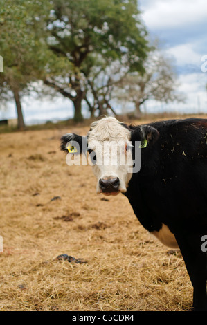 Vache noir et blanc dans un pâturage au Texas Banque D'Images