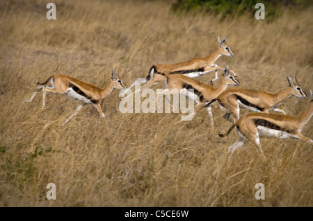 Troupeau de gazelle de Thomson fonctionnant ensemble dans le Masai Mara National Reserve, Kenya, Africa Banque D'Images