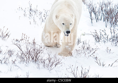 La marche, l'ours polaire (Ursus maritimus), Parc National de Wapusk, près de Hudson Bay, Cape Churchill, Manitoba, Canada Banque D'Images