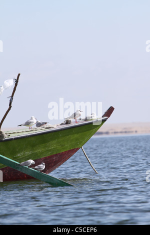 Les goélands se reposant sur le lac en bateau de Wadi El Ryan. Banque D'Images