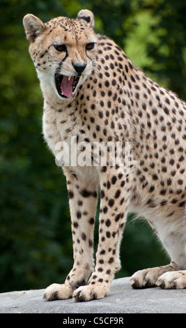 Guépard avec bouche ouverte Banque D'Images