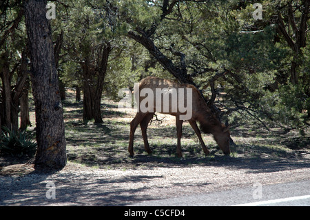 Un wapiti broute sur le côté de la route en avril au Grand Canyon National Park South Rim. Banque D'Images