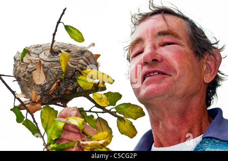 Homme avec piqûres de guêpe / gonflement du visage holding wasp's Nest - France. Banque D'Images