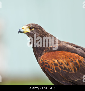 Portrait de Harris Hawk à Ailwee Cave, sanctuaire d'oiseaux de proie, de l'Irlande. Banque D'Images