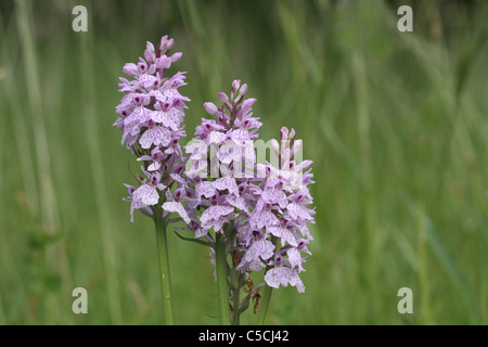 Trois Heath spotted orchid fleurs Banque D'Images