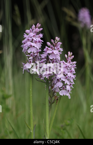 Trois Heath spotted orchid fleurs Banque D'Images