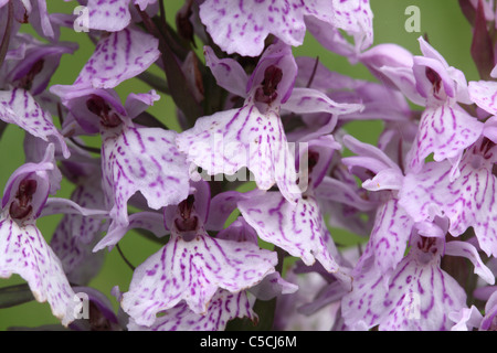 Trois fleurs orchidée tachetée Heath Banque D'Images