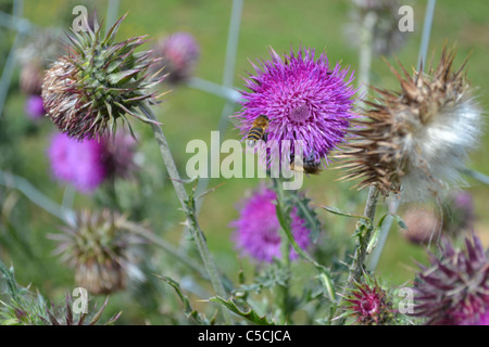L'alimentation de l'abeille sur la floraison pourpre chardon Banque D'Images