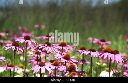 Echinacea purpurea 'rubinglow' coneflowers Banque D'Images