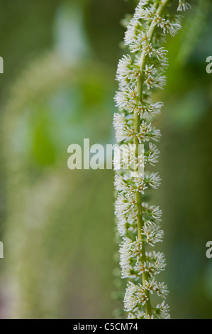 Fleurs ilicifolia Itea Banque D'Images