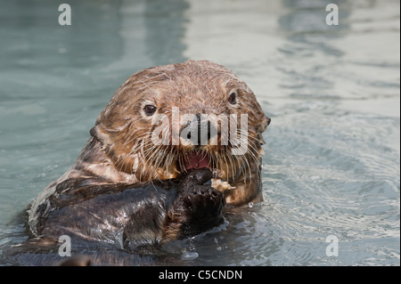 Loutre de mer, Enhydra lutris, mangé des moules, Valdez, Alaska (Prince William Sound ) Banque D'Images