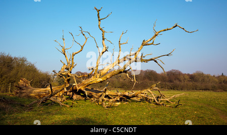 Arbre tombé mort Banque D'Images