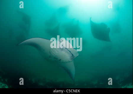 Reef manta, Manta alfredi, la masse se nourrissant de plancton, Hanifaru Hanifaru Bay, lagune, l'atoll de Baa, Maldives Banque D'Images