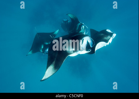 Reef manta, Manta alfredi, se nourrissant de plancton, Hanifaru Hanifaru Bay, lagune, l'atoll de Baa, Maldives Banque D'Images