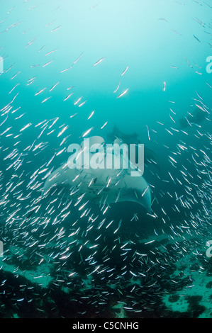 Raie manta, Manta alfredi (anciennement Manta birostris ), se nourrissant de plancton entre silversides, Hanifaru Bay, l'atoll de Baa, Maldives Banque D'Images